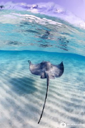 Dawn at the Stingray City... Solitude... by Nadya Kulagina 